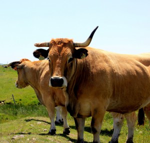 Transhumance Aubrac -Hôtel Groupe Lozère - Hôtel Les 2 Rives