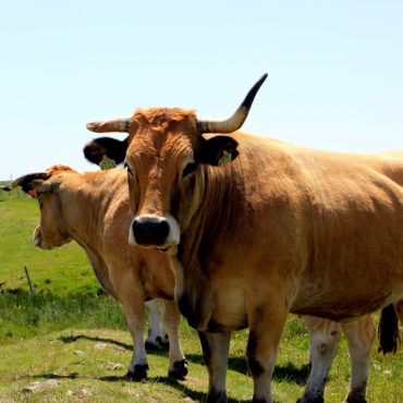 Transhumance Aubrac -Hôtel Groupe Lozère - Hôtel Les 2 Rives