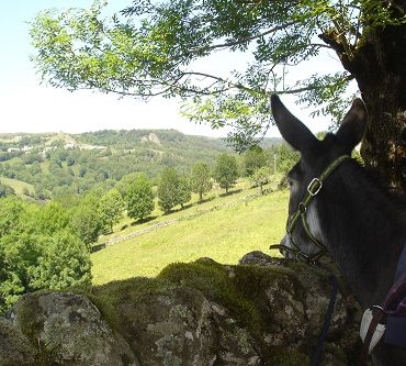 Asinerie du Mazel - Séjour Famille Lozère - Hôtel Les 2 Rives