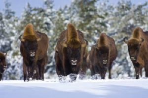 Bisons d'Europe- Bisons Lozère - Séjour famille Lozère