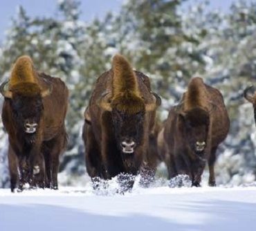 Bisons d'Europe- Bisons Lozère - Séjour famille Lozère