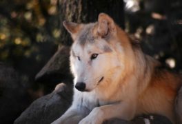 Séjour famille Lozère: Loup du Gévaudan