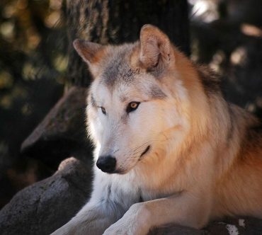 Séjour Loup Lozère - Tourisme Lozère - Parc animalier Lozère