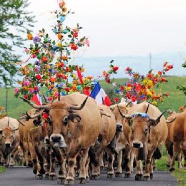 Transhumance-Auvrac - Séjour groupe Lozère - Hôtel Aubrac