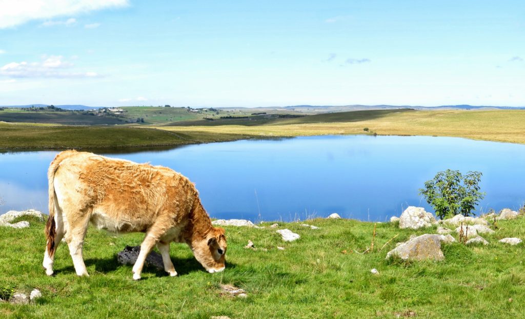 aubrac-lozere