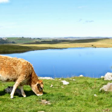 aubrac-lozere