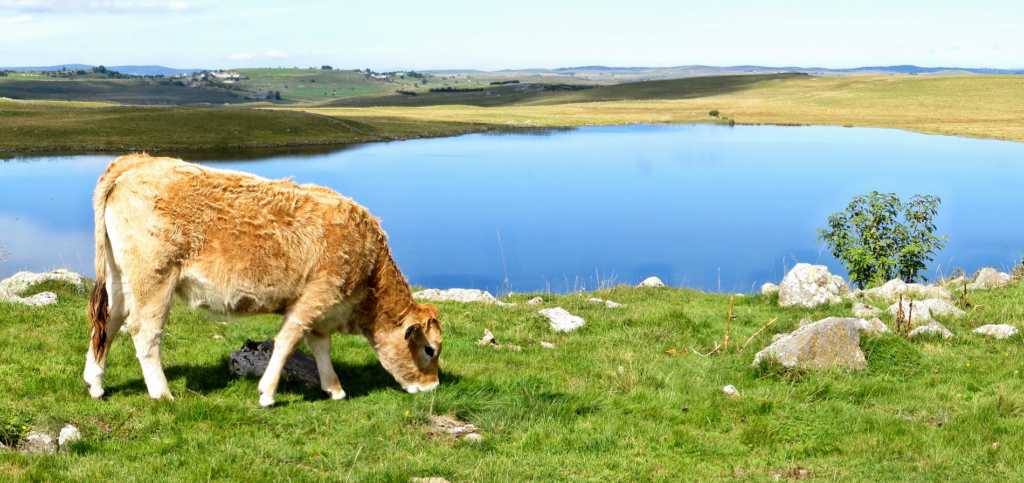 aubrac-lozere