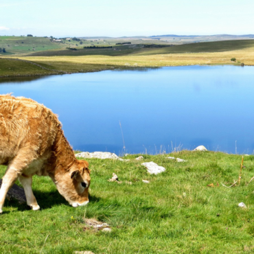 aubrac-lozere