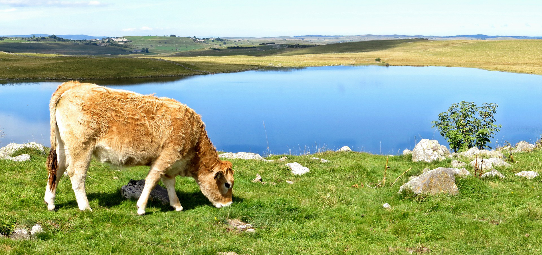 aubrac-lozere