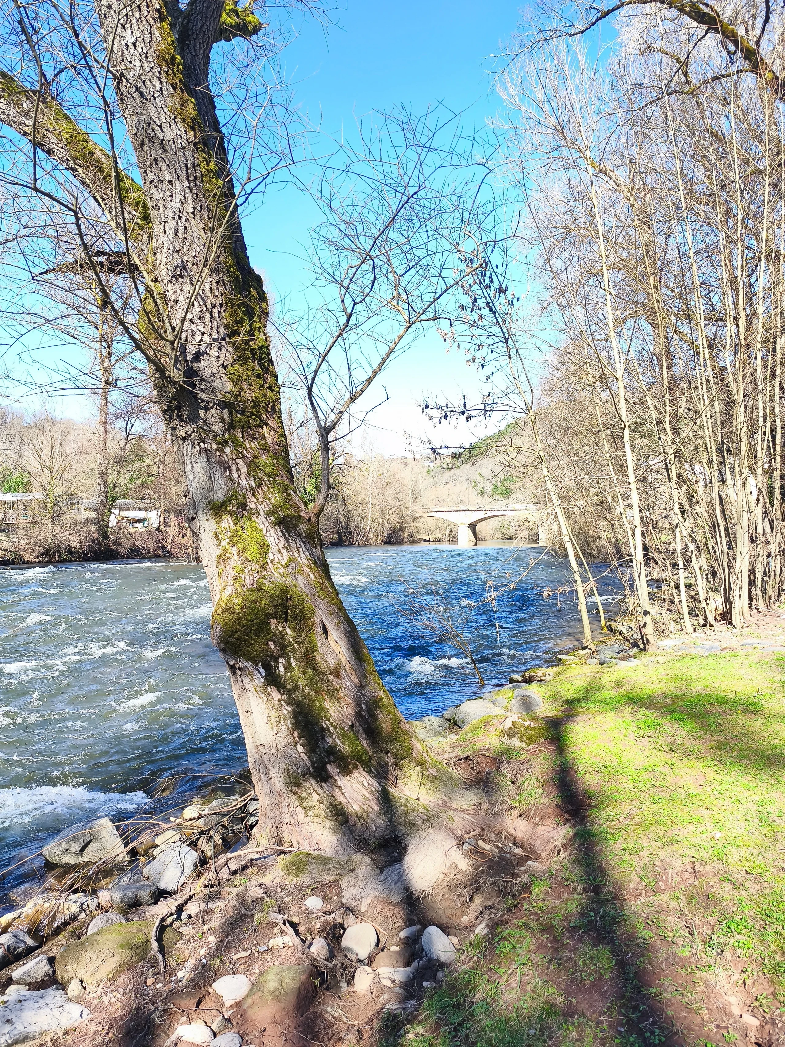 Rivière et pont au milieu de la forêt