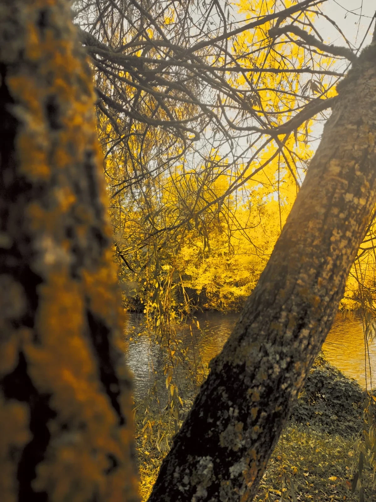 Forêt dorée par le soleil couchant près d'une rivière