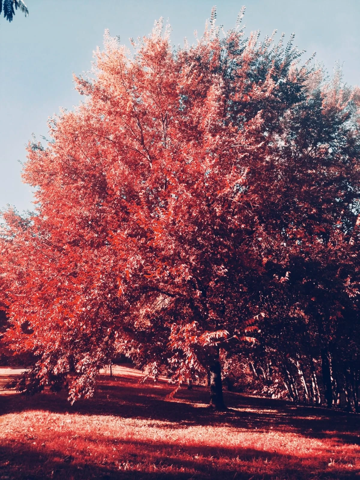 Arbre aux feuilles rouges automnales