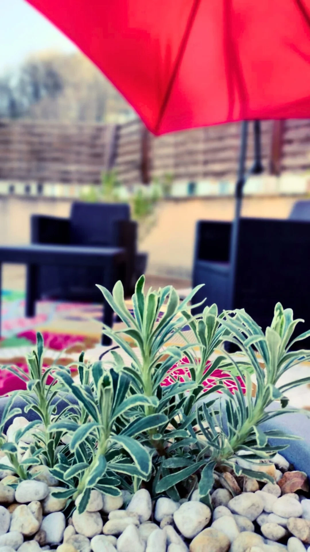 Plantes vertes sous parapluie rouge en terrasse